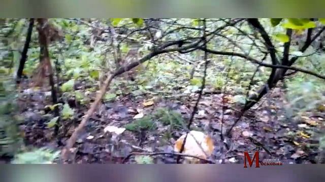 Грибная охота смотреть онлайн