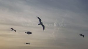 Стих Ракушки, 2017. Книга Рыбы.