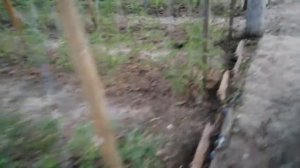 Борная кислота. Обработка по листу томатов  и не только. 4 июля 2021 г.