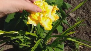 Лилейники и лилии в саду