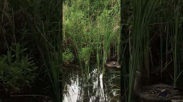 Duck is looking for her babies between meadow