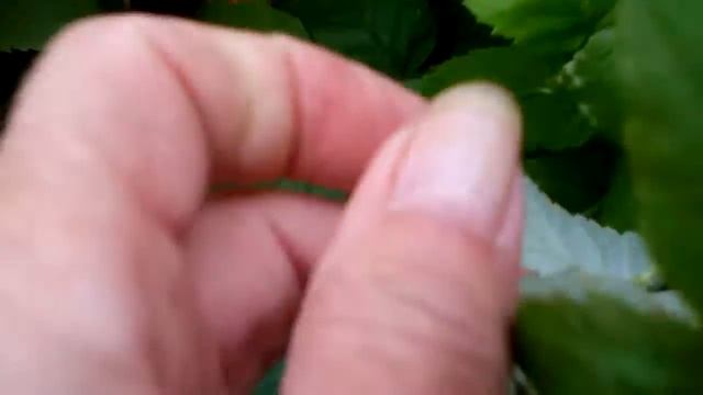 Малина. Лесные и луговые растения на нашем огороде. смотреть онлайн