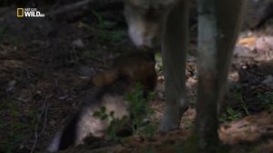 Дикая природа Волк против Медведя _ Wolf against the Bear HD .mp4