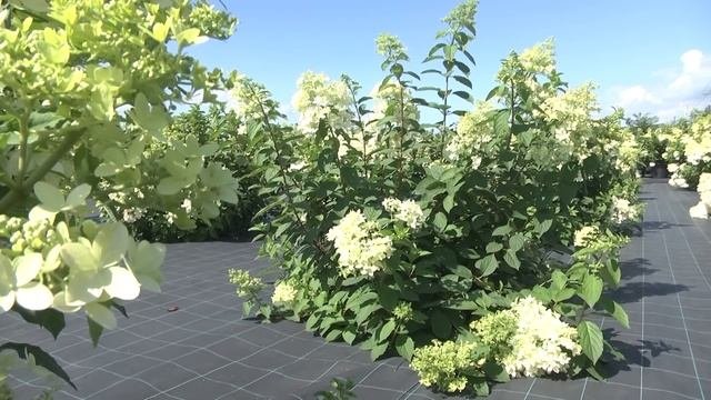 Обзор гортензий в Садовом центре Веры Глуховой. Уход за гортензиями.