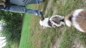 Possie (Pomeranian Mini Aussie mix) Puppies six weeks old