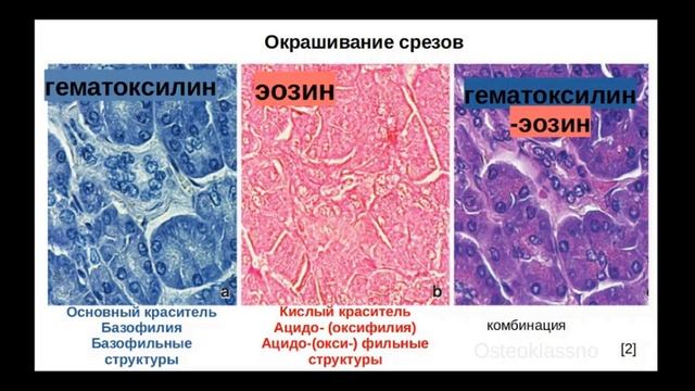Основные типы гистологических красителей таблица. Эколаб набор реагентов для окраски по граму. Методы окраски гистологических препаратов. Методы окраски гистологических препаратов. Красители в гистологии.