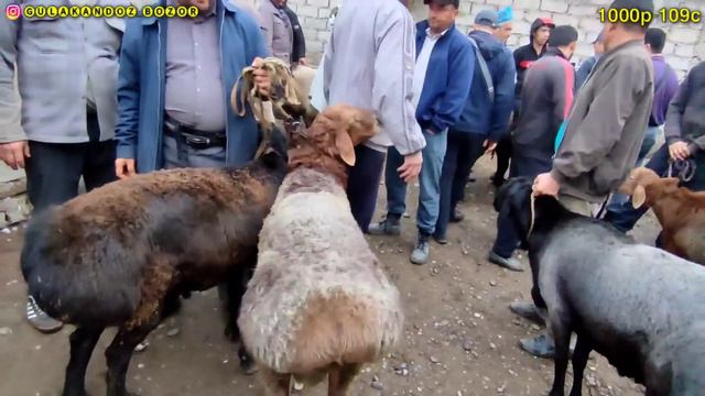 Гулакандоз Шанба Молбозори. Полный Обзор. 07.10.2023.