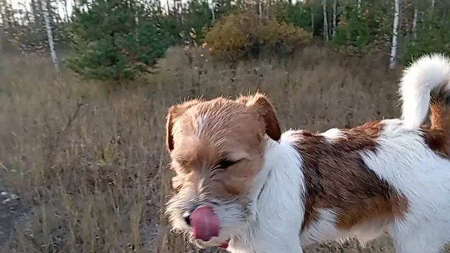 Про время: на себя, собаку и всё остальное| Правило трёх восьмёрок