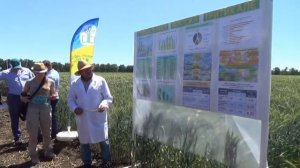 Сорта тритикале селекции КНИИСХ им. П.П. Лукьяненко