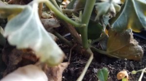 У нас померзли цветы - пеларгонии и др, что делать?