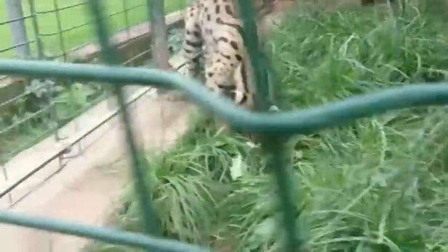 Сервал крысолов смотреть онлайн