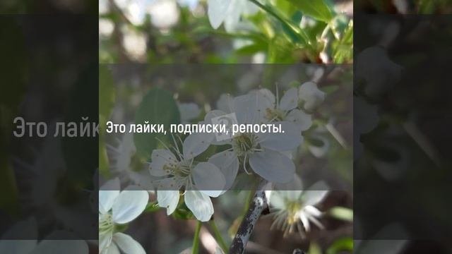 Видео для соцсетей