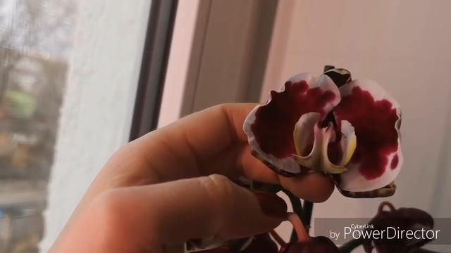 Мои ПОДАРКИ на 8 марта и День Рождения)))