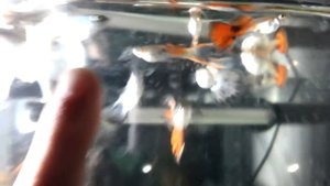 Как Отличать Мальчика От Девочки Гуппи