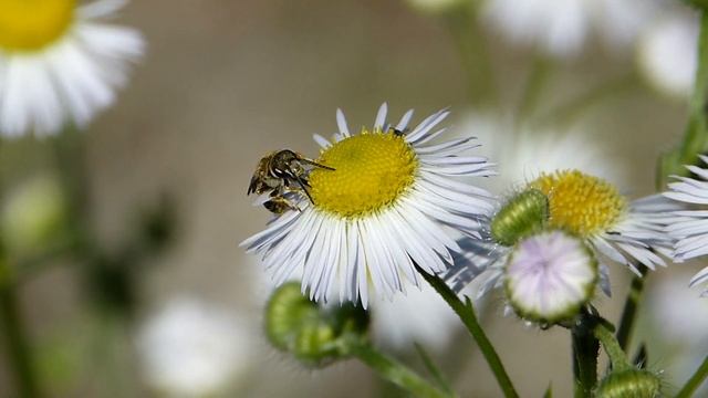 Halictus (Seladonia) subaurata ♂ (Halictidae-Hymenoptera) butine Vergerette annuelle смотреть онлайн