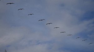 ТОП-5 Интересных научных фактов | Энтропия | #6 Выпуск