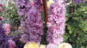 Дельфиниум новозеландский синий