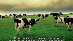 Разведение КРС