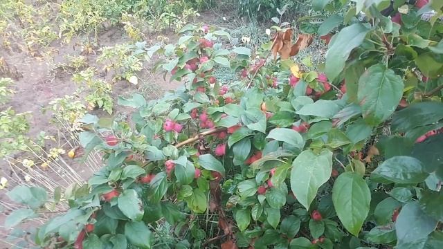 "РАНЕТ КРАСА БУРЯТИИ - ЧУДО СЕЛЕКЦИИ" смотреть онлайн