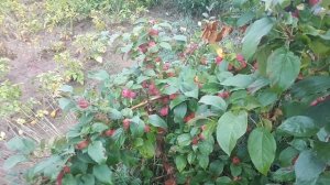 "РАНЕТ КРАСА БУРЯТИИ - ЧУДО СЕЛЕКЦИИ"