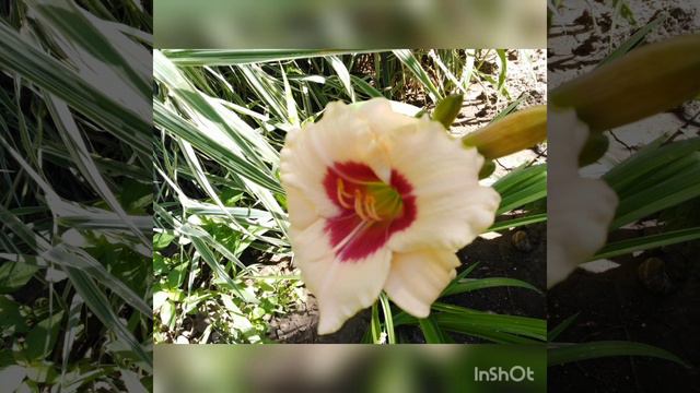 Лилейные, у них нет недостатков... или почти нет смотреть онлайн