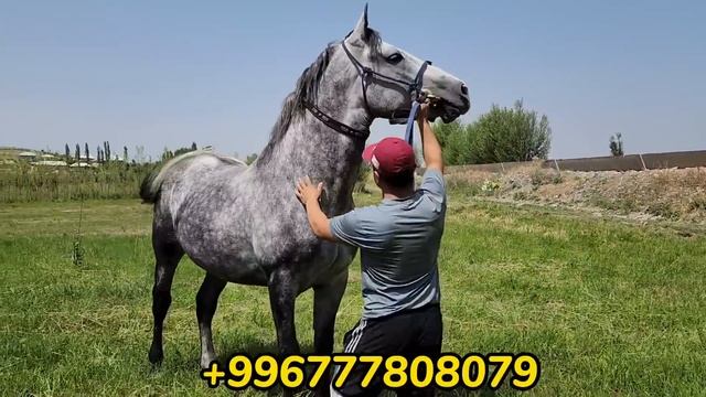 байсун ГАРАНТИЯ АТТАРДЫН БИРИ УЛУКМЫРЗАДА смотреть онлайн