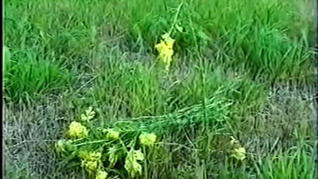 ЛЬНЯНКА ИЛИ ЛЬВИНЫЙ ЗЕВ ОТ ЗАПОРОВ смотреть онлайн