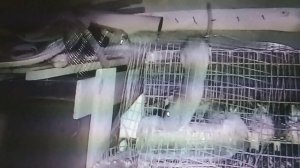 крыса в курятнике убила перепелку