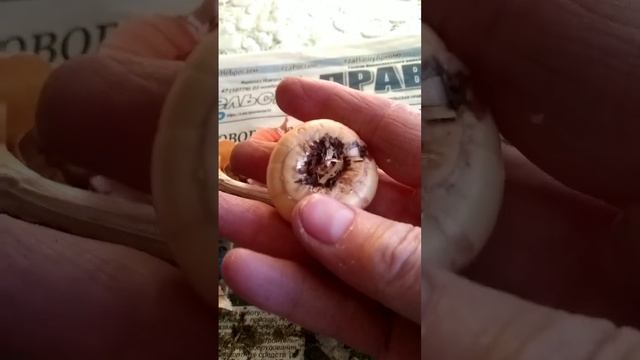 Сделайте так с луковицами гладиолусов,чтобы сохранить до весны. смотреть онлайн