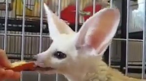 как питается фенек