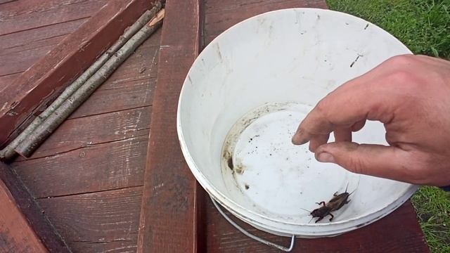 Злостный вредитель в моем саду!!! Медведка. смотреть онлайн