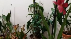 Орхидея Камбрия Буррагеара без корней.Что я предпринимала. Ответы на вопросы подписчиков.