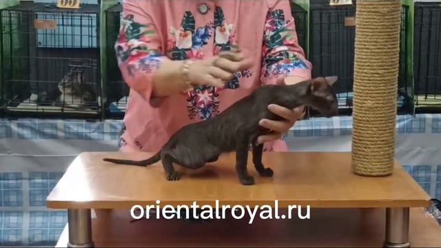 Мой выпускник ориентальный котёнок Генрих впервые на выставке👍