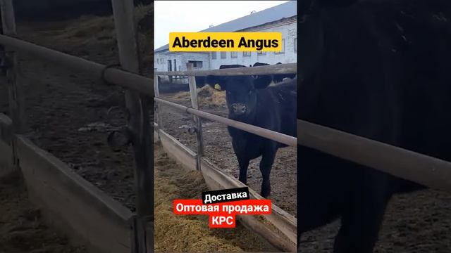 Самая популярная мясная порода КРС. Абердин Ангус оптовая продажа по России и в страны СНГ. #shorts