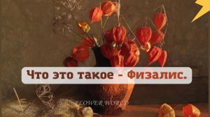 Что это такое - Физалис.?