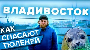 СПАСЕНИЕ ТЮЛЕНЕЙ | КАК ВО ВЛАДИВОСТОКЕ БОРЮТСЯ ЗА ЖИЗНИ МИЛЫХ МЛЕКОПИТАЮЩИХ