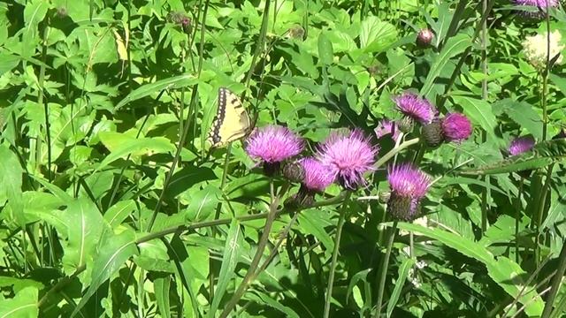 Бабочки - Махаоны. Лето 15 июля 2018г