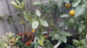 Лимон Волкамериана