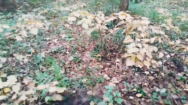 Грибы Подгруздки смотреть онлайн