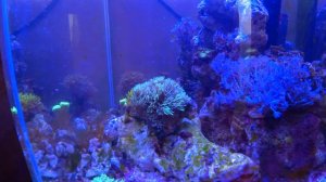 Мой нано риф 30 литров. Чуть более месяца!