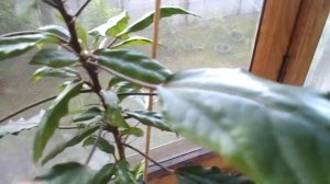 10 гибискус купера