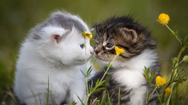 Весеннего настроения:) 1 марта - День кошек! смотреть онлайн