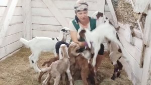 КОРМЛЕНИЕ КОЗЛЯТ НА ПРОДАЖУ