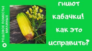 Почему гниют кабачки.