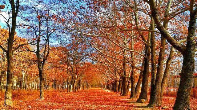 Музыка осени. Часть 1|расслабляющая музыка|музыка для отдыха смотреть онлайн