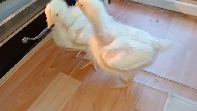 Вес бройлеров в квартире в 18 дней!🐔🐥