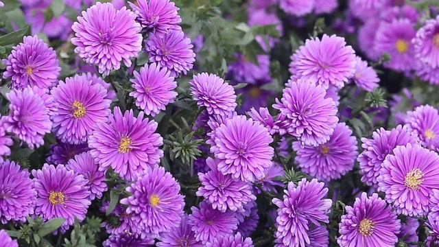 Поздравление от друзей 