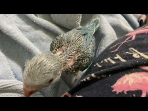 ВЫКОРМЫШИ Ожереловые попугаи птенцы