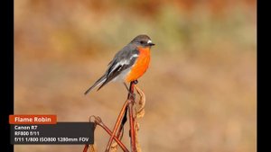 Canon R7 + RF800 f/11 = 1280mm FOV, Is It a Goer???