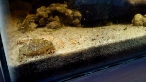 Краб линяет